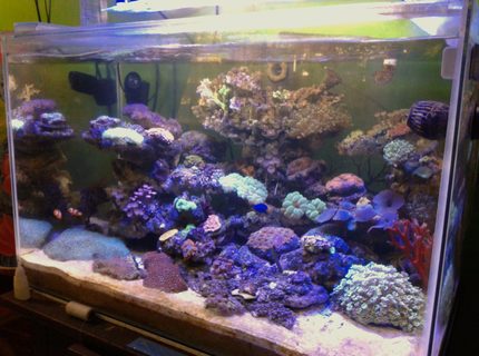 Rated #10: 53 Gallons Reef Tank - Lps coral Rated #10: 53 Gallons Reef Tank - Lps coral