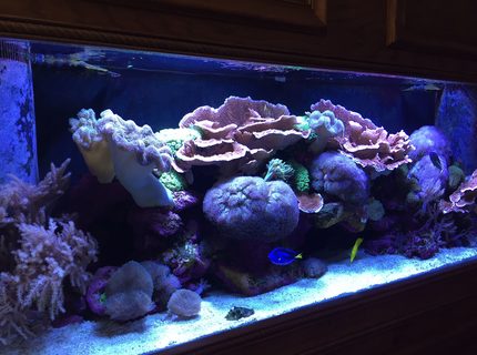 150 gallons reef tank (mostly live coral and fish) - 150 gallon reef tank. 150 gallons reef tank (mostly live coral and fish) - 150 gallon reef tank.