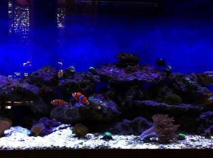 Rated #10: 125 Gallons Reef Tank - 125 Gallon Reef Tank Rated #10: 125 Gallons Reef Tank - 125 Gallon Reef Tank