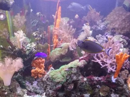 120 gallons reef tank (mostly live coral and fish) - Fish and corals 120 gallons reef tank (mostly live coral and fish) - Fish and corals