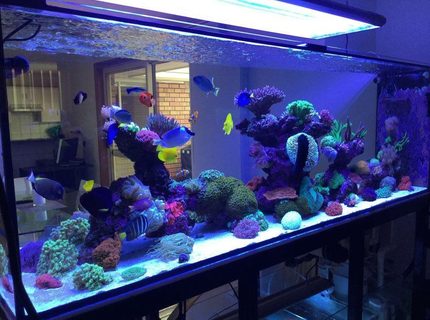 Rated #2: 400 Gallons Reef Tank - 400g mixed reef Rated #2: 400 Gallons Reef Tank - 400g mixed reef