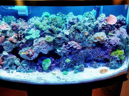 46 gallons reef tank (mostly live coral and fish) - 46 bowfront reef
Inverts, softies,LPs, and limited sps 46 gallons reef tank (mostly live coral and fish) - 46 bowfront reef
Inverts, softies,LPs, and limited sps