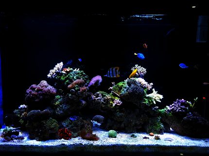 150 gallons reef tank (mostly live coral and fish) - My Tank 150G 150 gallons reef tank (mostly live coral and fish) - My Tank 150G