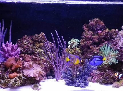 Rated #9: 20 Gallons Reef Tank - My reef tank Rated #9: 20 Gallons Reef Tank - My reef tank