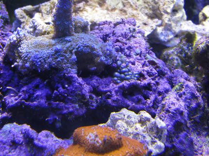 180 gallons reef tank (mostly live coral and fish) - Superman stag 180 gallons reef tank (mostly live coral and fish) - Superman stag