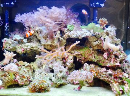 Rated #8: 20 Gallons Reef Tank - Upclose Rated #8: 20 Gallons Reef Tank - Upclose