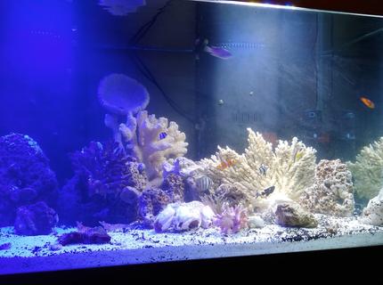 Rated #9: 125 Gallons Reef Tank - Relaxation at its finest Rated #9: 125 Gallons Reef Tank - Relaxation at its finest