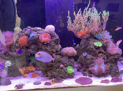 Rated #6: 85 Gallons Reef Tank - First upload to the site. :) Rated #6: 85 Gallons Reef Tank - First upload to the site. :)