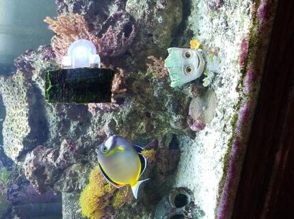 75 gallons reef tank (mostly live coral and fish) - Our tank 75 gallons reef tank (mostly live coral and fish) - Our tank