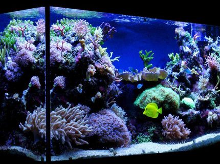 Rated #7: 100 Gallons Reef Tank - My 100 gallon (375L) reef tank. Rated #7: 100 Gallons Reef Tank - My 100 gallon (375L) reef tank.