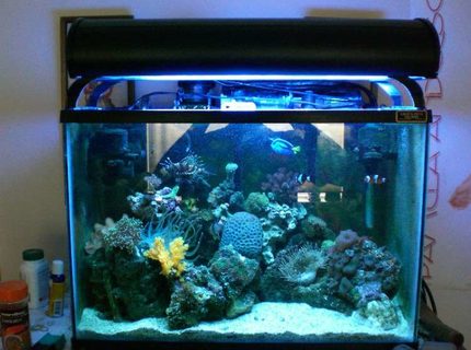 20 gallons reef tank (mostly live coral and fish) - 20g tank, with over 15 different corals. 20 gallons reef tank (mostly live coral and fish) - 20g tank, with over 15 different corals.
