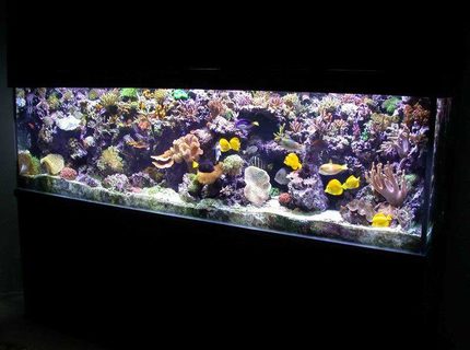 Rated #5: 300 Gallons Reef Tank - I cant fit anything else in here ! Rated #5: 300 Gallons Reef Tank - I cant fit anything else in here !