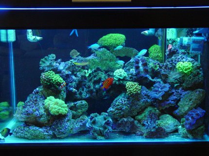 62 gallons reef tank (mostly live coral and fish) - 62 gal 36x20x20 40 gal sump reef tank. SPS. LPS, 1x250 PFO ballast with Sun aquatics 20K. with T-5 Actinic's for supplement lighting, kalk reactor all lighting on a different digital timers, topp off with RO/DI,
neon wrasse, algae blenny, 2 HI fin gobies, flame angel, 5 green chromis, scopas tang, 2 pajama cardinals, blue linkia starfish, orange brittle star, srtiped brittlestar, assorted turbo's ,cerith''s snails lots, 3 cleaner's, 2 x peppermints
green candy cane, yellow candy cane, frogspawn, hammer, star polyops, green bubble coral, gaint feather duster ,normal feather duster's, red chilli sponge, 3 crocea clams, 1 squamosa, branching provona, orange sun corals, green cap, pink cap, plate leather , green hydropona, branching leather. 62 gallons reef tank (mostly live coral and fish) - 62 gal 36x20x20 40 gal sump reef tank. SPS. LPS, 1x250 PFO ballast with Sun aquatics 20K. with T-5 Actinic's for supplement lighting, kalk reactor all lighting on a different digital timers, topp off with RO/DI,
neon wrasse, algae blenny, 2 HI fin gobies, flame angel, 5 green chromis, scopas tang, 2 pajama cardinals, blue linkia starfish, orange brittle star, srtiped brittlestar, assorted turbo's ,cerith''s snails lots, 3 cleaner's, 2 x peppermints
green candy cane, yellow candy cane, frogspawn, hammer, star polyops, green bubble coral, gaint feather duster ,normal feather duster's, red chilli sponge, 3 crocea clams, 1 squamosa, branching provona, orange sun corals, green cap, pink cap, plate leather , green hydropona, branching leather.