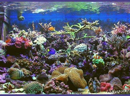 540 gallons reef tank (mostly live coral and fish) - my new tank vol 2 540 gallons reef tank (mostly live coral and fish) - my new tank vol 2