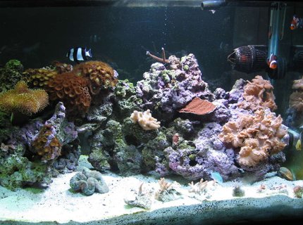 160 gallons reef tank (mostly live coral and fish) - Right side of Tank 160 gallons reef tank (mostly live coral and fish) - Right side of Tank