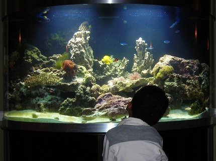144 gallons reef tank (mostly live coral and fish) - Mesmerised by it all... 144 gallons reef tank (mostly live coral and fish) - Mesmerised by it all...