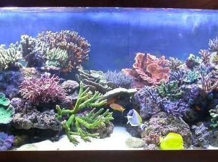 160 gallons reef tank (mostly live coral and fish) - My new tank ! 160 gallons reef tank (mostly live coral and fish) - My new tank !