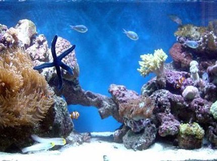 185 gallons reef tank (mostly live coral and fish) - update 185 gallons reef tank (mostly live coral and fish) - update