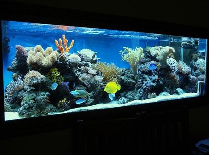 185 gallons reef tank (mostly live coral and fish) - check this puppy out 185 gallons reef tank (mostly live coral and fish) - check this puppy out