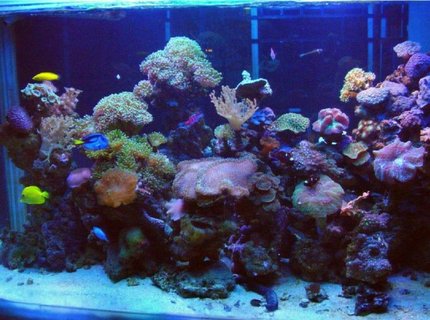 250 gallons reef tank (mostly live coral and fish) - Marine reef Display 250 gallons reef tank (mostly live coral and fish) - Marine reef Display