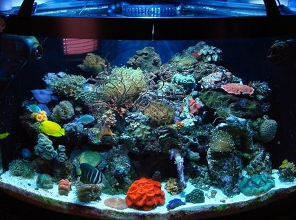 54 gallons reef tank (mostly live coral and fish) - 54 gal bowfront glass aquarium w/built in overflow 54 gallons reef tank (mostly live coral and fish) - 54 gal bowfront glass aquarium w/built in overflow