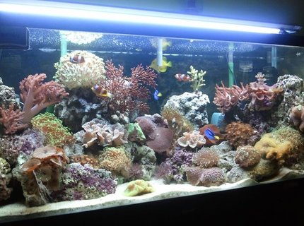 57 gallons reef tank (mostly live coral and fish) - New Upload: 16/03/2011
Tank size: 4L, 1.25W, 1.5H
Using Canister pam, T5 light, protein skimmer, surface skimmer and resum chiller. Currently this tank was fresh water fish, but now i change it to marine and have to reused what existing equipment. Canister not really suitable for marine. But here u can see cheep things also worth for the good one. 57 gallons reef tank (mostly live coral and fish) - New Upload: 16/03/2011
Tank size: 4L, 1.25W, 1.5H
Using Canister pam, T5 light, protein skimmer, surface skimmer and resum chiller. Currently this tank was fresh water fish, but now i change it to marine and have to reused what existing equipment. Canister not really suitable for marine. But here u can see cheep things also worth for the good one.