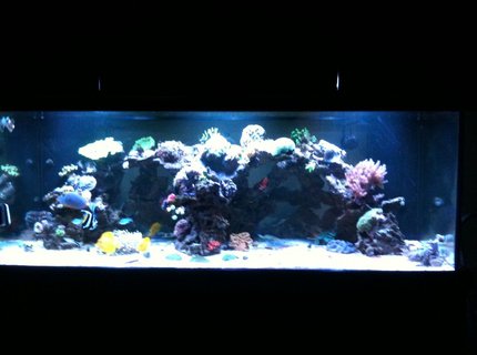 300 gallons reef tank (mostly live coral and fish) - Hamlin Family Reef Tank 300 gallons reef tank (mostly live coral and fish) - Hamlin Family Reef Tank