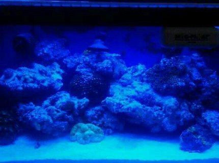 210 gallons reef tank (mostly live coral and fish) - My reef nano 210 gallons reef tank (mostly live coral and fish) - My reef nano