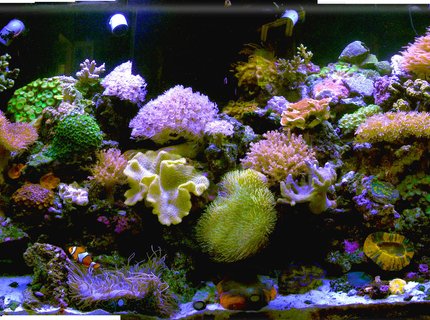 140 gallons reef tank (mostly live coral and fish) - my new old tank after the house got hit by lightening and the lights didnt work for 2 weeks when we were
out of town(of course) and all the fish were electrocuted :-( the large corals survived 140 gallons reef tank (mostly live coral and fish) - my new old tank after the house got hit by lightening and the lights didnt work for 2 weeks when we were
out of town(of course) and all the fish were electrocuted :-( the large corals survived