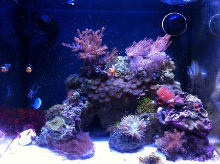 14 gallons reef tank (mostly live coral and fish) - Biocube 14 14 gallons reef tank (mostly live coral and fish) - Biocube 14