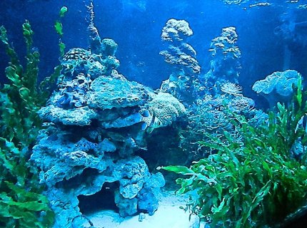 90 gallons reef tank (mostly live coral and fish) - Macro Algae and Coral Tank. 90 gallons reef tank (mostly live coral and fish) - Macro Algae and Coral Tank.