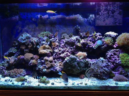 90 gallons reef tank (mostly live coral and fish) - 90 gallon mixed reef 90 gallons reef tank (mostly live coral and fish) - 90 gallon mixed reef