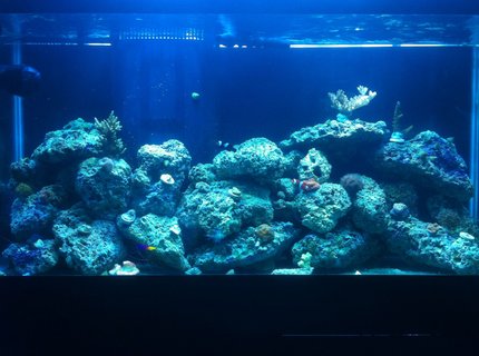 90 gallons reef tank (mostly live coral and fish) - My tank with small frags, ready to buy some more than let the garden grow! 90 gallons reef tank (mostly live coral and fish) - My tank with small frags, ready to buy some more than let the garden grow!