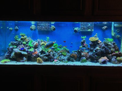 300 gallons reef tank (mostly live coral and fish) - 300 gal mix reef 300 gallons reef tank (mostly live coral and fish) - 300 gal mix reef