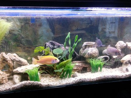 44 gallons reef tank (mostly live coral and fish) - African Cichlid Mbuna Tank
4ft - 45 Gallon (168 Litres) 44 gallons reef tank (mostly live coral and fish) - African Cichlid Mbuna Tank
4ft - 45 Gallon (168 Litres)