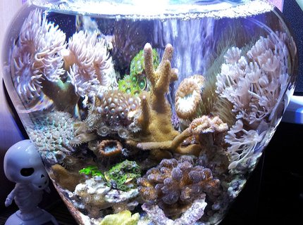 2 gallons reef tank (mostly live coral and fish) - My 1.5 gal. Vase Reef Bowl. 2 gallons reef tank (mostly live coral and fish) - My 1.5 gal. Vase Reef Bowl.