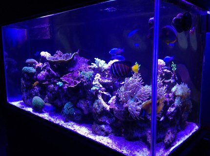 90 gallons reef tank (mostly live coral and fish) - 90 gal reef tank 90 gallons reef tank (mostly live coral and fish) - 90 gal reef tank
