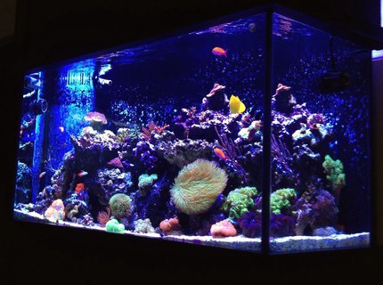 90 gallons reef tank (mostly live coral and fish) - 90 Gallon Mixed Reef 90 gallons reef tank (mostly live coral and fish) - 90 Gallon Mixed Reef