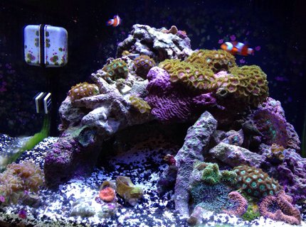 14 gallons reef tank (mostly live coral and fish) - Here is my 14 gallon biocube and it's about 5 months old 14 gallons reef tank (mostly live coral and fish) - Here is my 14 gallon biocube and it's about 5 months old