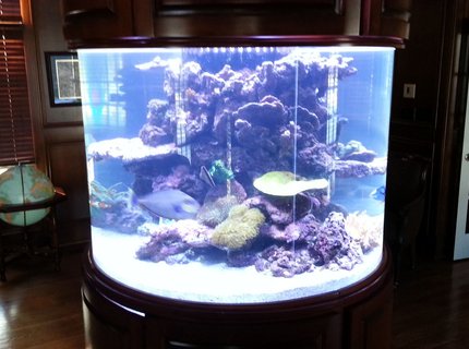 300 gallons reef tank (mostly live coral and fish) - 300 gallon reef 300 gallons reef tank (mostly live coral and fish) - 300 gallon reef