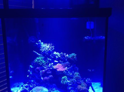 60 gallons reef tank (mostly live coral and fish) - Newly started reef tank 60 gallons reef tank (mostly live coral and fish) - Newly started reef tank