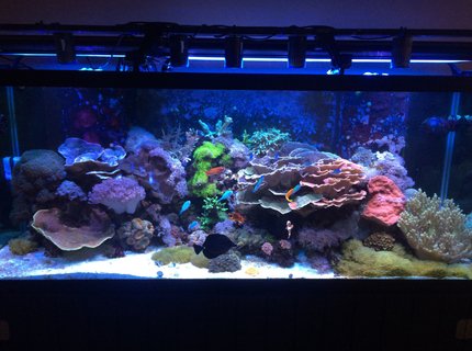 210 gallons reef tank (mostly live coral and fish) - 210 gallon mixed reef. 210 gallons reef tank (mostly live coral and fish) - 210 gallon mixed reef.