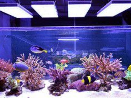 2 gallons reef tank (mostly live coral and fish) - this is my fish tank with lighting 2 gallons reef tank (mostly live coral and fish) - this is my fish tank with lighting