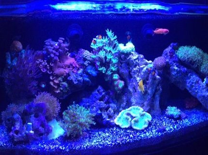 16 gallons reef tank (mostly live coral and fish) - 16 Nuvo 16 gallons reef tank (mostly live coral and fish) - 16 Nuvo