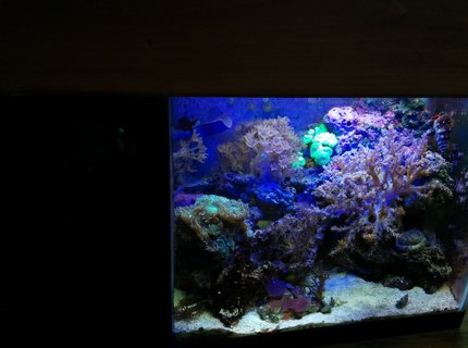 5 gallons reef tank (mostly live coral and fish) - This is my 5.5 gallon tank with built in refugium and custom made canopy. 5 gallons reef tank (mostly live coral and fish) - This is my 5.5 gallon tank with built in refugium and custom made canopy.