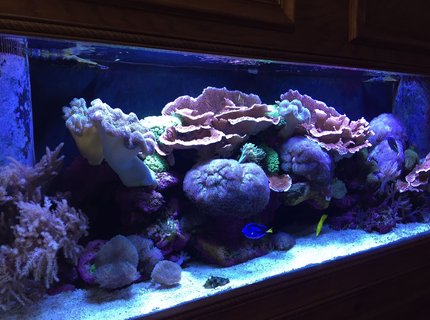 150 gallons reef tank (mostly live coral and fish) - 150 gallon reef tank. 150 gallons reef tank (mostly live coral and fish) - 150 gallon reef tank.