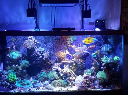 90 gallons reef tank (mostly live coral and fish) - My favorite 90 gallons reef tank (mostly live coral and fish) - My favorite