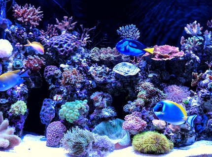 90 gallons reef tank (mostly live coral and fish) - My two years old reef tank. 90 gallons reef tank (mostly live coral and fish) - My two years old reef tank.