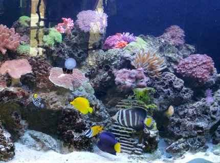 260 gallons reef tank (mostly live coral and fish) - 260 gallon reef tank with various fish 260 gallons reef tank (mostly live coral and fish) - 260 gallon reef tank with various fish