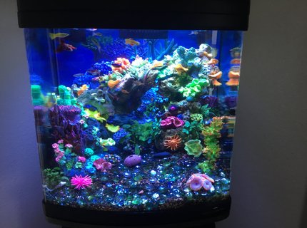 28 gallons reef tank (mostly live coral and fish) - Freshwater reef. 28 gallons reef tank (mostly live coral and fish) - Freshwater reef.